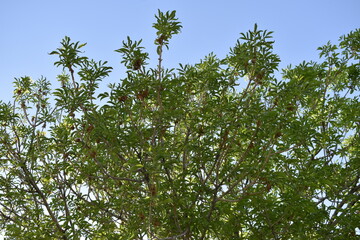 Fototapeta premium Green Leaves against a Blue Sky