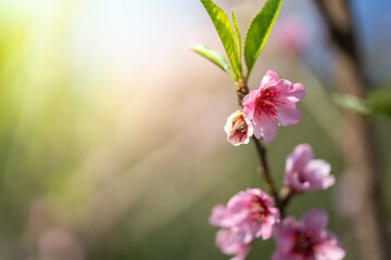 Sakura flowers blooming blossom in Chiang Mai, Thailand