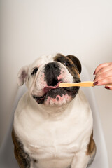 female hand cleaning the teeth of a cute bulldog with a bamboo toothbrush