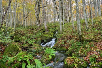 晩秋の蔦沼で見た小さな滝の情景＠青森