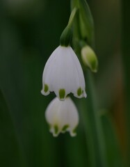 lily of the valley