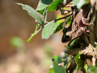 Common tree frog hide in the tree with natural brown in background, The nature of camouflage in amphibians in Thailand