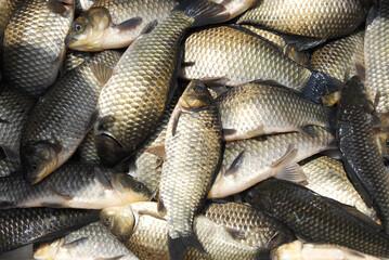 close up on live carp fish for sale