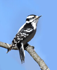 downy woodpecker on the tree trunk