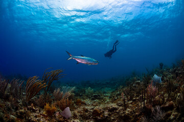 Scuba diver with tarpon