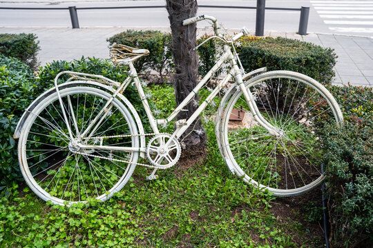 Vintage old white bicycle is parked on the lawn with green grass as art object, leaning on exotic palm tree and surrounded by little bushes.