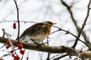 robin on a branch