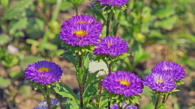 flying honey bee on purple aster flower the vivid violet daisy flowers in the wind by closeup of insect eating flower nectar pollen with pollenation