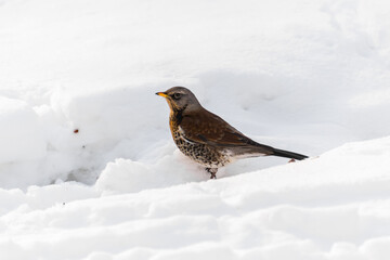 bird on snow