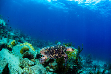 Fototapeta na wymiar A turtle swimming over the reef