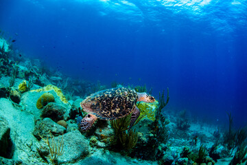 A hawksbill turtle swimming over the reef 