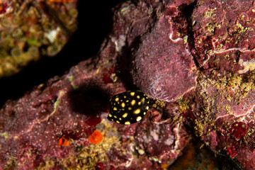 close up view of a fish