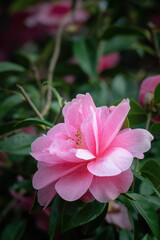 Camelia tree blossoms in spring