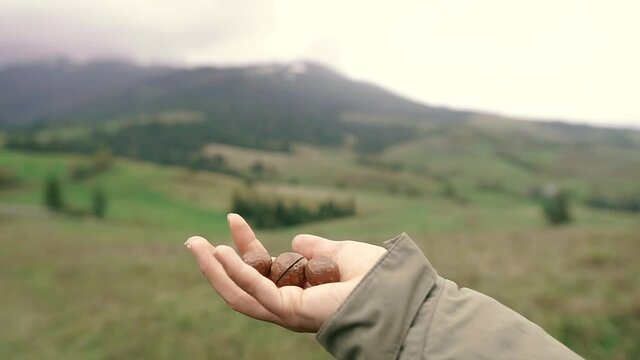 Macadamia nut. A woman's hand tosses a macadamia nut.