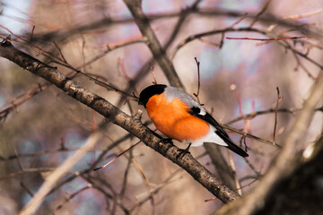 robin on branch
