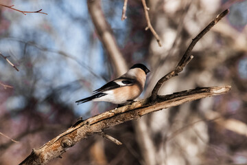 spotted woodpecker