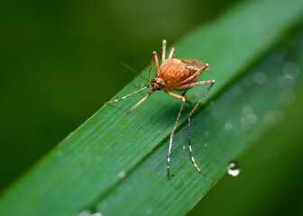 A close-up view of a mosquito filled with sucked blood sitting on a leaf of grass