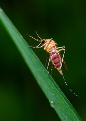 A close-up view of a mosquito filled with sucked blood sitting on a leaf of grass