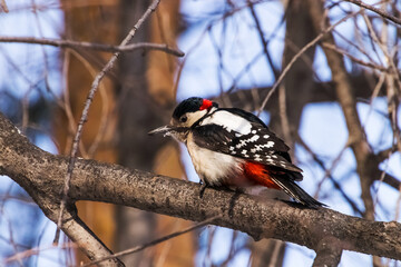 woodpecker on a branch