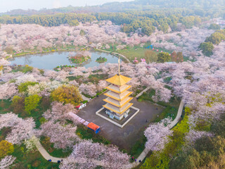 Spring scenery of East Lake Cherry Blossom Garden in Wuhan, Hubei, China