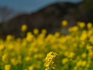 Fototapeta premium 菜の花畑