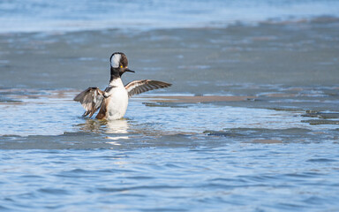 Bufflehead ducks are enjoy nice weather in early spring at Minnesota