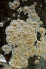 White fungus on tree trunk