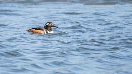Bufflehead ducks are enjoy nice weather in early spring at Minnesota