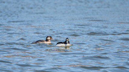 Bufflehead ducks are enjoy nice weather in early spring at Minnesota