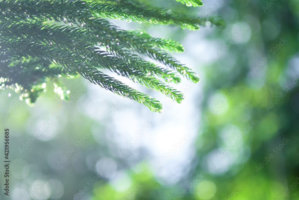 Poster Bokeh of Pine leaves on Green background