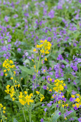 Spring scenery of East Lake Cherry Blossom Garden in Wuhan, Hubei, China
