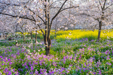 Obraz premium Spring scenery of East Lake Cherry Blossom Garden in Wuhan, Hubei, China