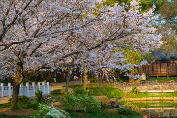 Spring scenery of East Lake Cherry Blossom Garden in Wuhan, Hubei, China