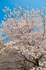 Naklejka premium Spring scenery of East Lake Cherry Blossom Garden in Wuhan, Hubei, China