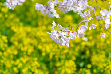 Spring scenery of East Lake Cherry Blossom Garden in Wuhan, Hubei, China