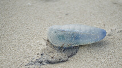 Fototapeta na wymiar poisonous portuguese caravel jellyfish over sand