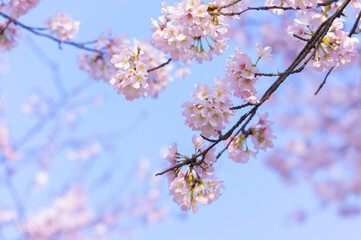 Spring scenery of East Lake Cherry Blossom Garden in Wuhan, Hubei, China