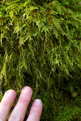 Hand touching moss on tree