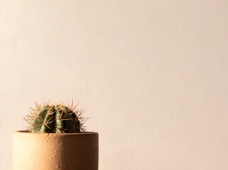 Horizontal photo of little houseplant in clay pot on corner white background with sunlight use for copy space,background,wallpaper,banner,poster,hipster,minimal., Cute cactus or succulent isolated.