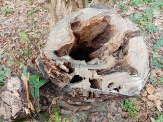Old tree stump on ground flooring in the garden closeup.