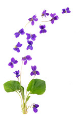 Green leaf and flowers of Wood violet Viola odorata isolated on white background.