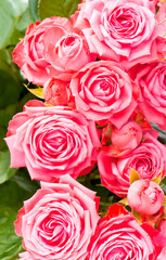 beautiful floral flower background - pink rose flower bouquet background