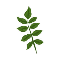 Fototapeta premium branch leaves tropical