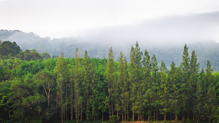 Obraz premium Environmental integrity of forests and nature In the morning fog and cool air.