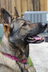 Beautiful purebred German Shepard adult dog. 