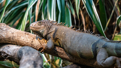 Green Iguana Reptile