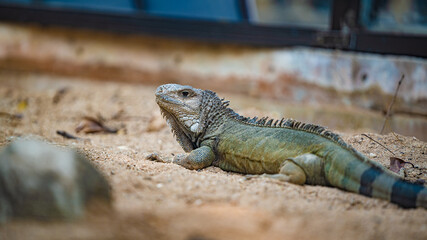 Green Iguana Reptile