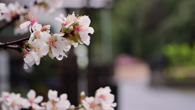 雨に濡れる桜01