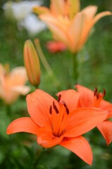 ところざわゆり園の百合