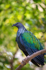 Nicobar Pigeon Bird